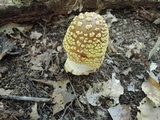 Amanita flavorubens image