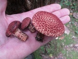 Suillus spraguei image