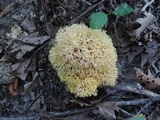 Ramariopsis kunzei image