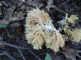 Ramariopsis kunzei image