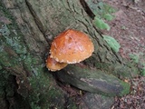 Hemistropharia albocrenulata image