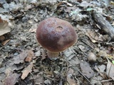 Tylopilus badiceps image