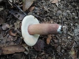Tylopilus badiceps image