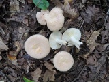 Lactarius chrysorrheus image