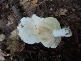 Russula subterfurcata image