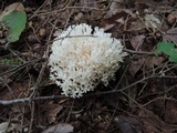 Ramariopsis kunzei image