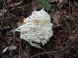 Ramariopsis kunzei image