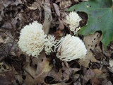 Ramariopsis kunzei image