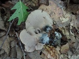 Sarcodon scabrosus image