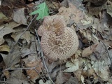Sarcodon scabrosus image