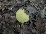 Suillus subaureus image