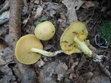 Suillus subaureus image