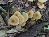 Marasmius strictipes image
