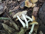Marasmius strictipes image