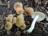 Marasmius strictipes image