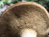 Bothia castanella image
