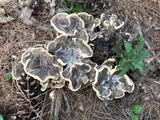 Meripilus sumstinei image