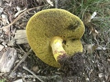 Baorangia bicolor image