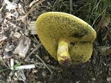 Baorangia bicolor image