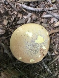 Baorangia bicolor image