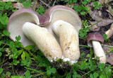 Tylopilus rubrobrunneus image