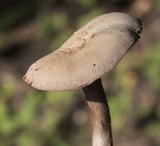 Laccaria ochropurpurea image