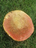 Boletus carminiporus image