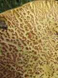 Boletus carminiporus image