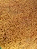Boletus carminiporus image