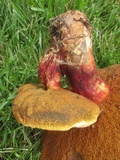 Boletus carminiporus image