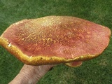 Boletus carminiporus image