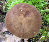 Lactarius gerardii image