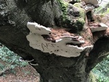 Ganoderma adspersum image