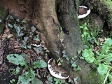 Ganoderma adspersum image