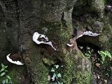 Ganoderma adspersum image