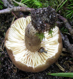 Lactarius gerardii image