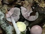 Mycena rosea image