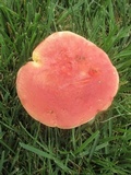 Baorangia bicolor image