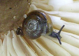Lactarius gerardii image