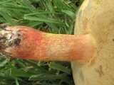 Baorangia bicolor image