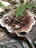 Hydnellum scrobiculatum image