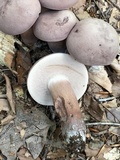 Tylopilus plumbeoviolaceus image