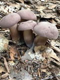 Tylopilus plumbeoviolaceus image