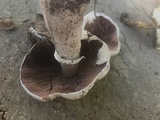 Agaricus vinosobrunneofumidus image