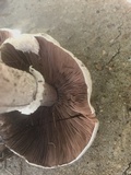 Agaricus vinosobrunneofumidus image
