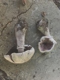 Agaricus vinosobrunneofumidus image
