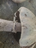 Agaricus vinosobrunneofumidus image