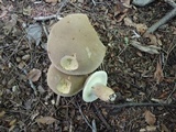Boletus variipes image