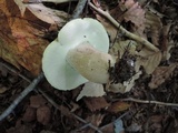 Boletus variipes image