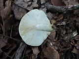 Russula flavisiccans image
